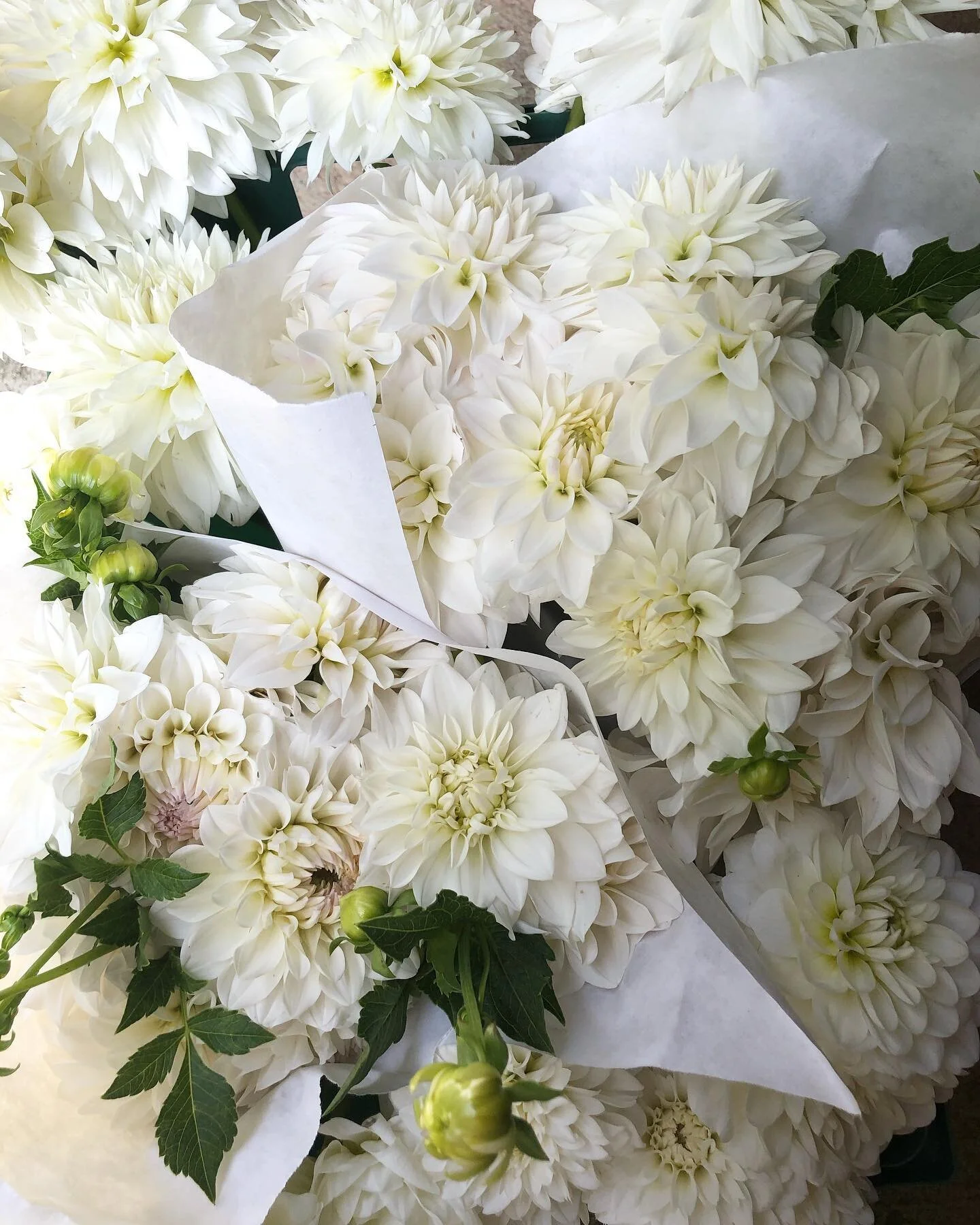 Love is the Ultimate Law of the Universe. 🤍

#meristemfloral #meristemmagic #raleigh #northcarolina #wedding #raleighwedding  #raleighbride #chapelhillwedding #durhamwedding #ncbride #ncwedding #raleighflorist #floraldesign #bride #weddingflowers #southernwedding #charlottesvilleflorist #charlestonflorist #charlotteflorist #love #dahlia #universe #whiteflowers #beauty #truth #beherenow