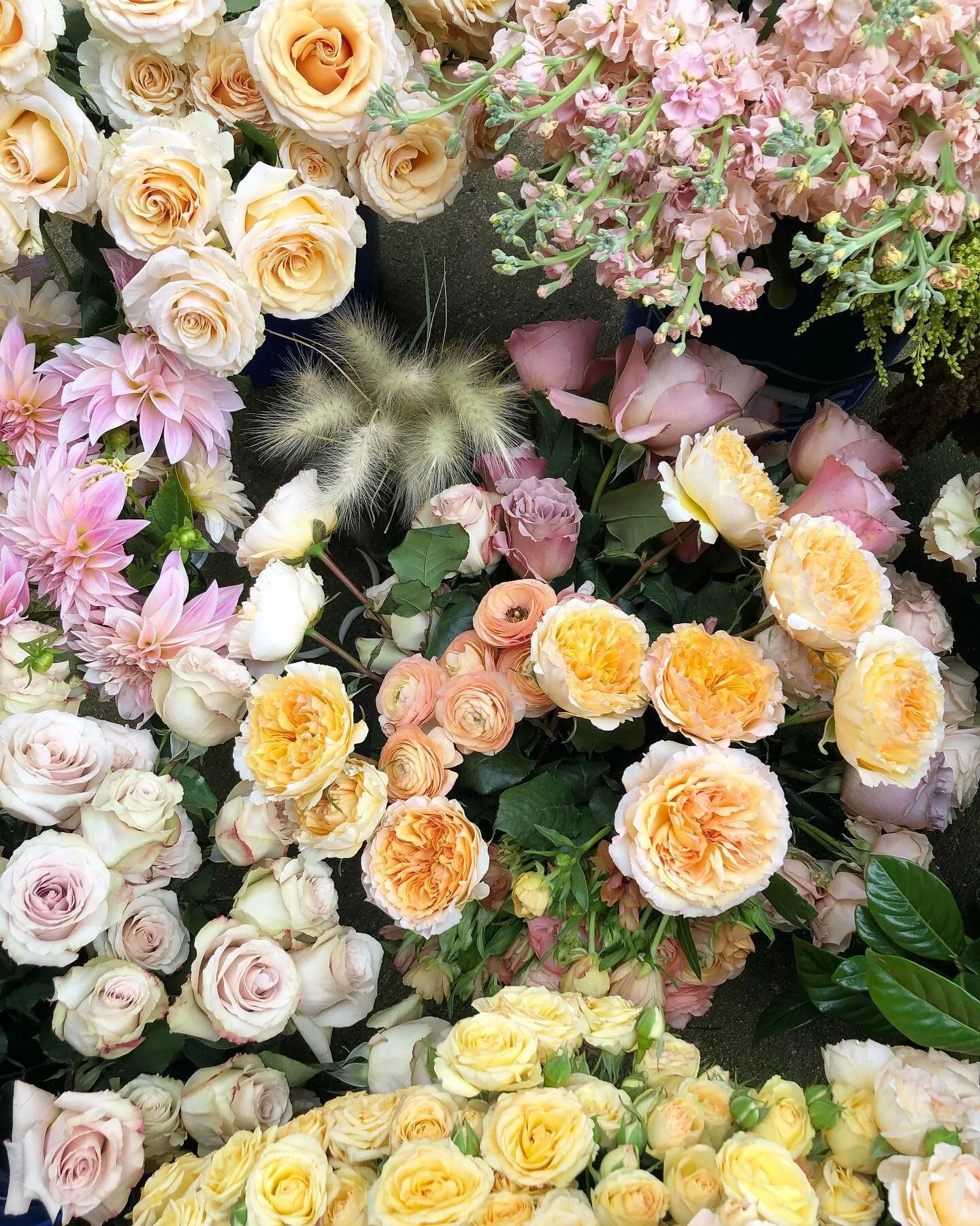 Happy wedding day Maggie + Kyle! 

#meristemfloral #meristemmagic #raleigh #northcarolina #wedding #raleighwedding  #raleighbride #chapelhillwedding #durhamwedding #ncbride #ncwedding #raleighflorist #floraldesign #bride #weddingflowers #southernwedding #charlottesvilleflorist #charlestonflorist #charlotteflorist #roses #dahlia #ranunculus #love #beauty #bliss #ceremony #ritual