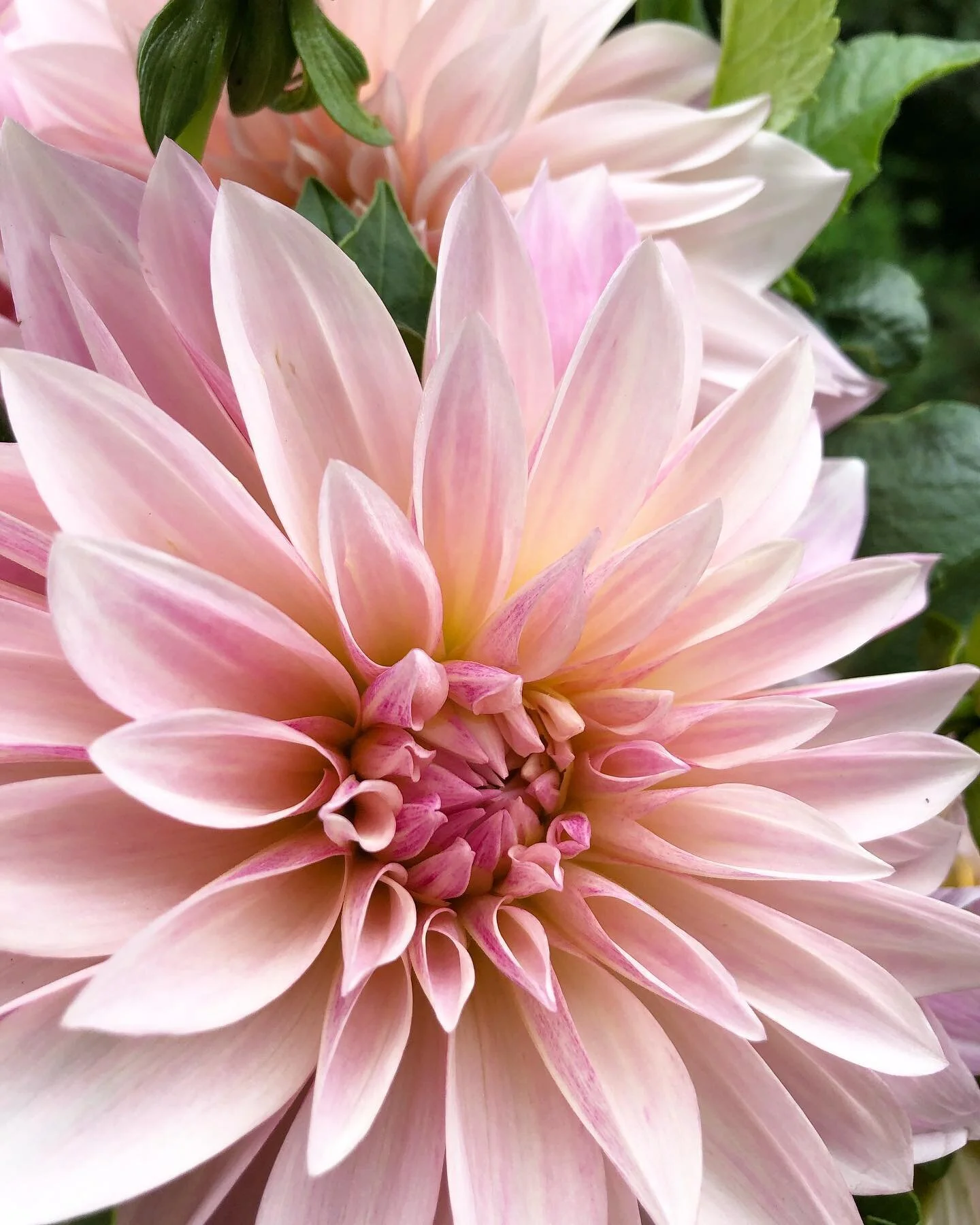 I love you!!!

#meristemfloral #meristemmagic #raleigh #northcarolina #wedding #raleighwedding  #raleighbride #chapelhillwedding #durhamwedding #ncbride #ncwedding #raleighflorist #floraldesign #bride #weddingflowers #southernwedding #charlottesvilleflorist #charlestonflorist #charlotteflorist #dahlia #cafeaulait #love #pretty #nature #flowers