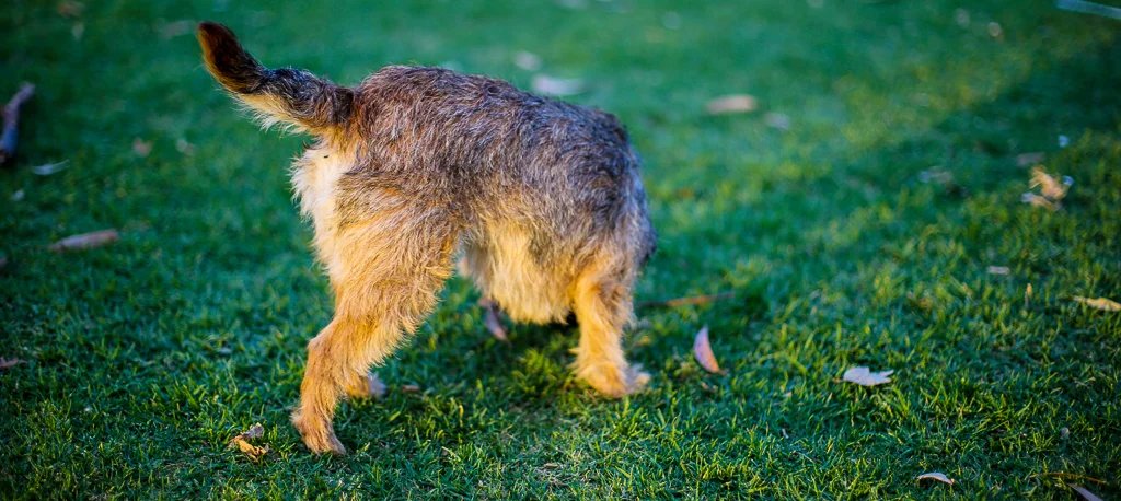 Cleo afternoon 172.jpg