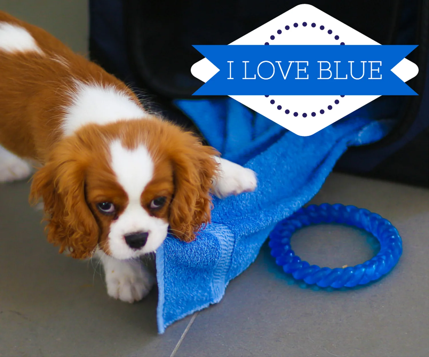 CC Bloom Blue.jpg