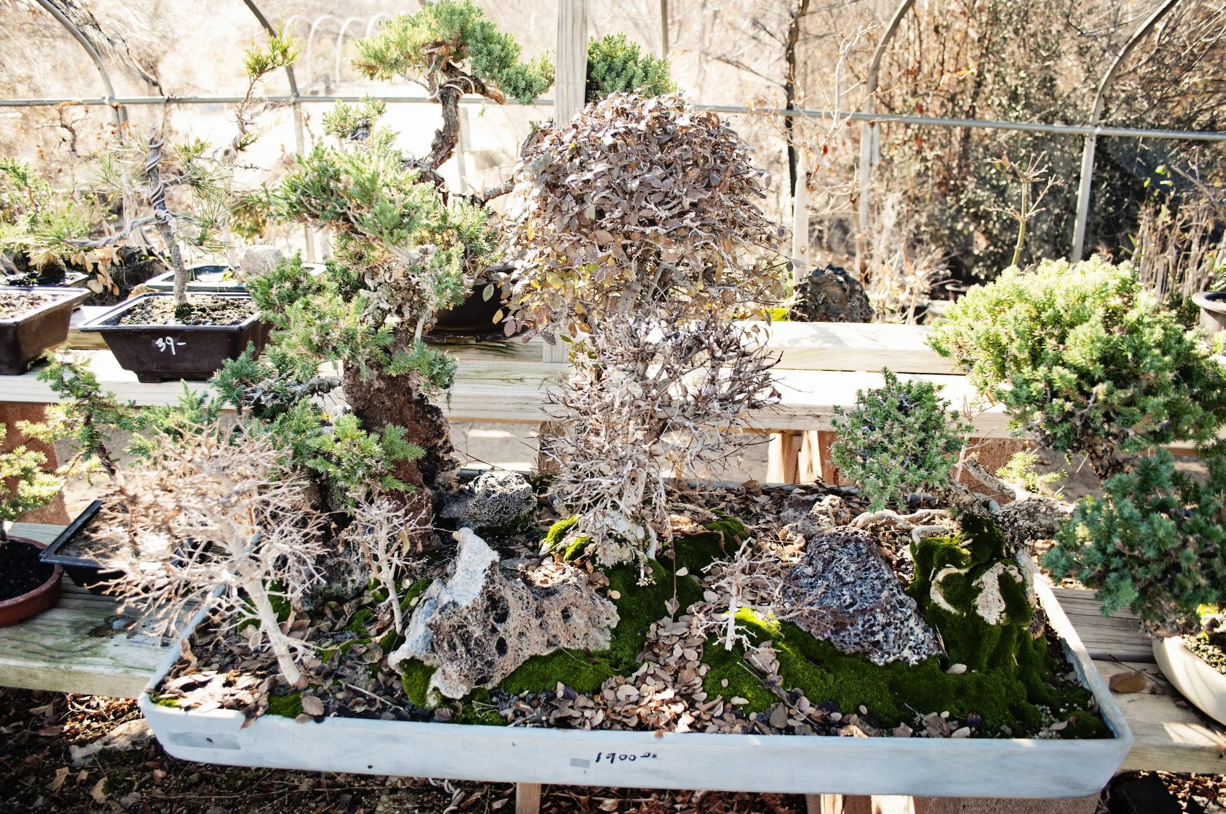 Bonsai (6).jpg
