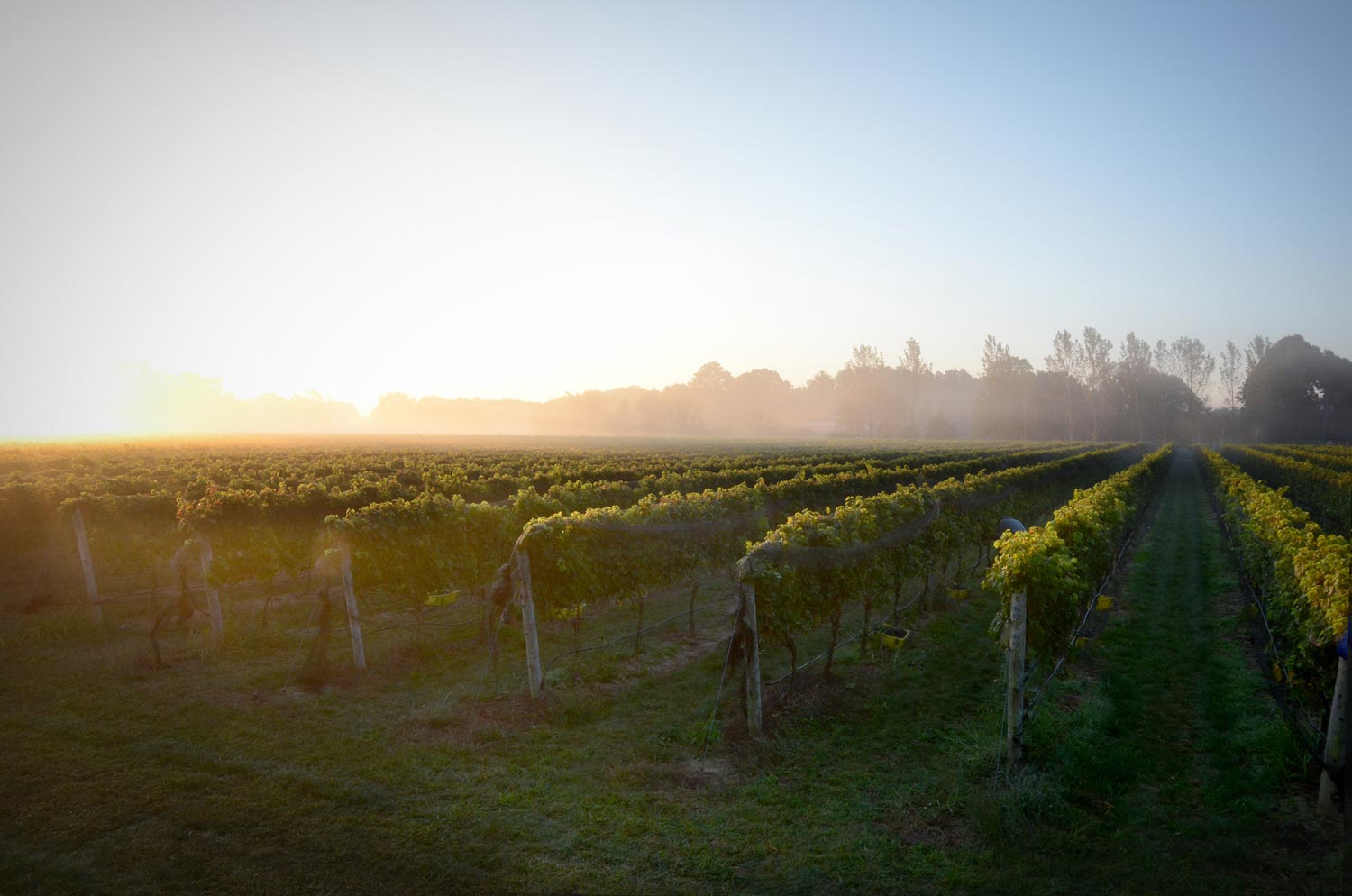 VineyardSunriseFog_Web.jpg