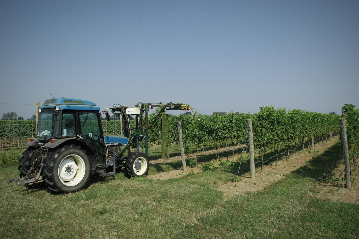 VineyardHedging_web.jpg