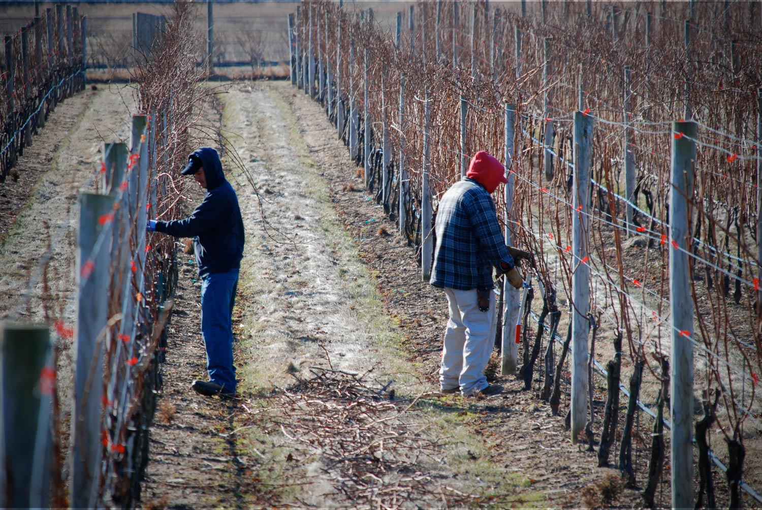 VineyardPruning_Web.jpg