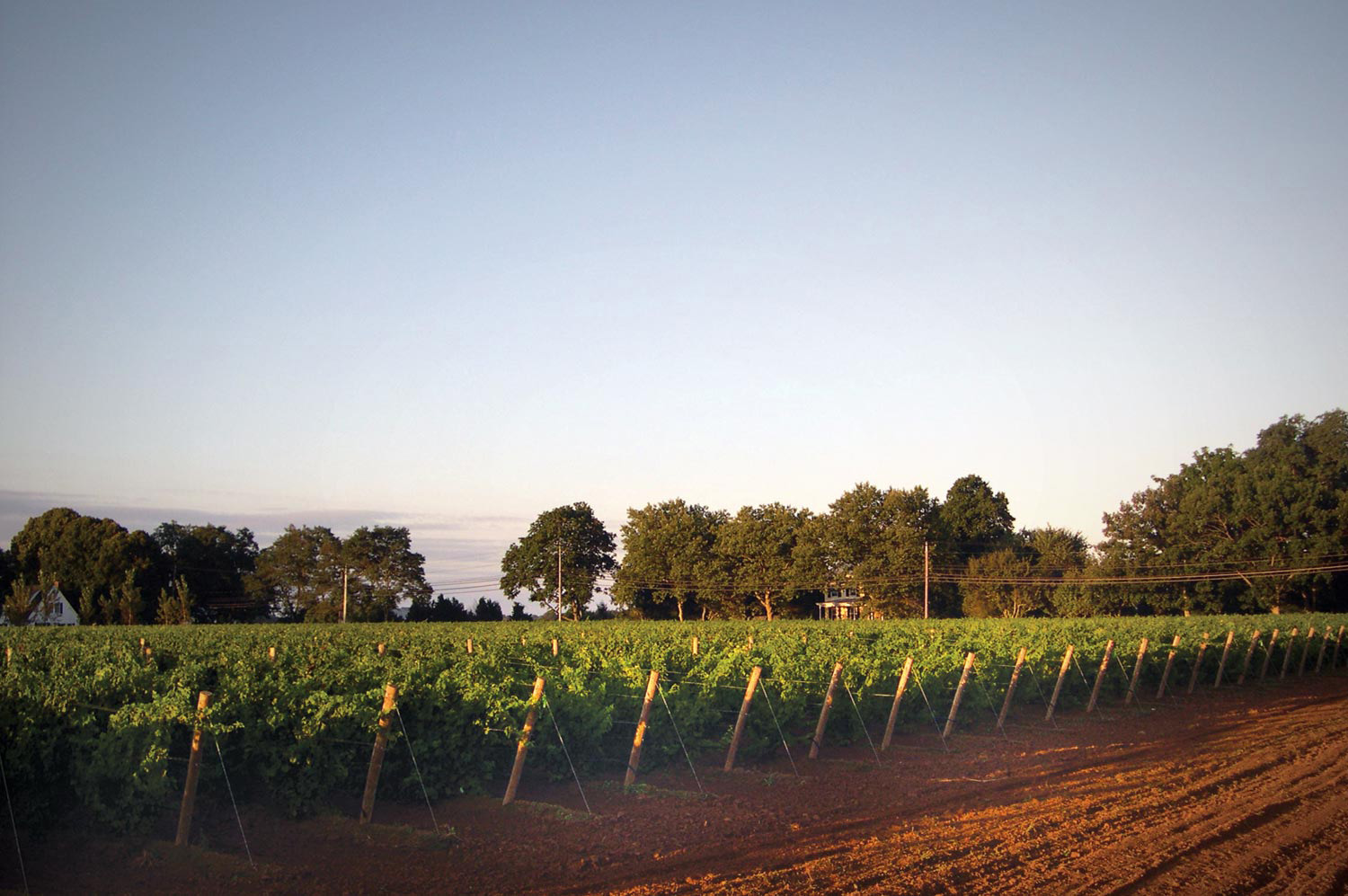 Vineyard9-04_web.jpg