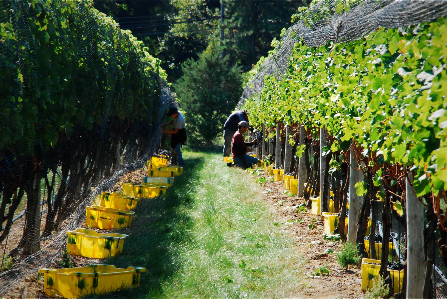 Harvest1_2010_web.jpg
