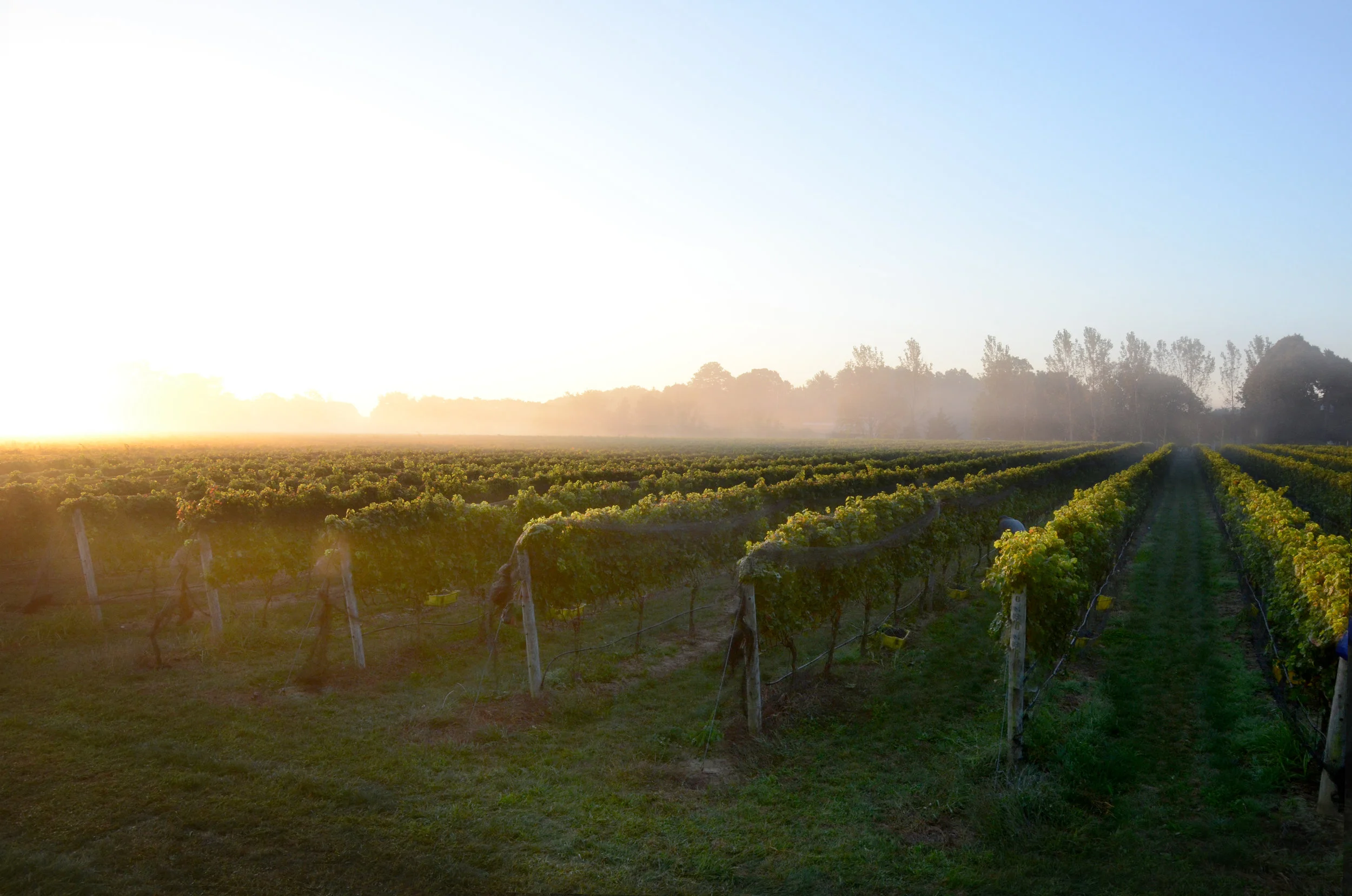 VineyardSunriseFog_9-2012.jpg