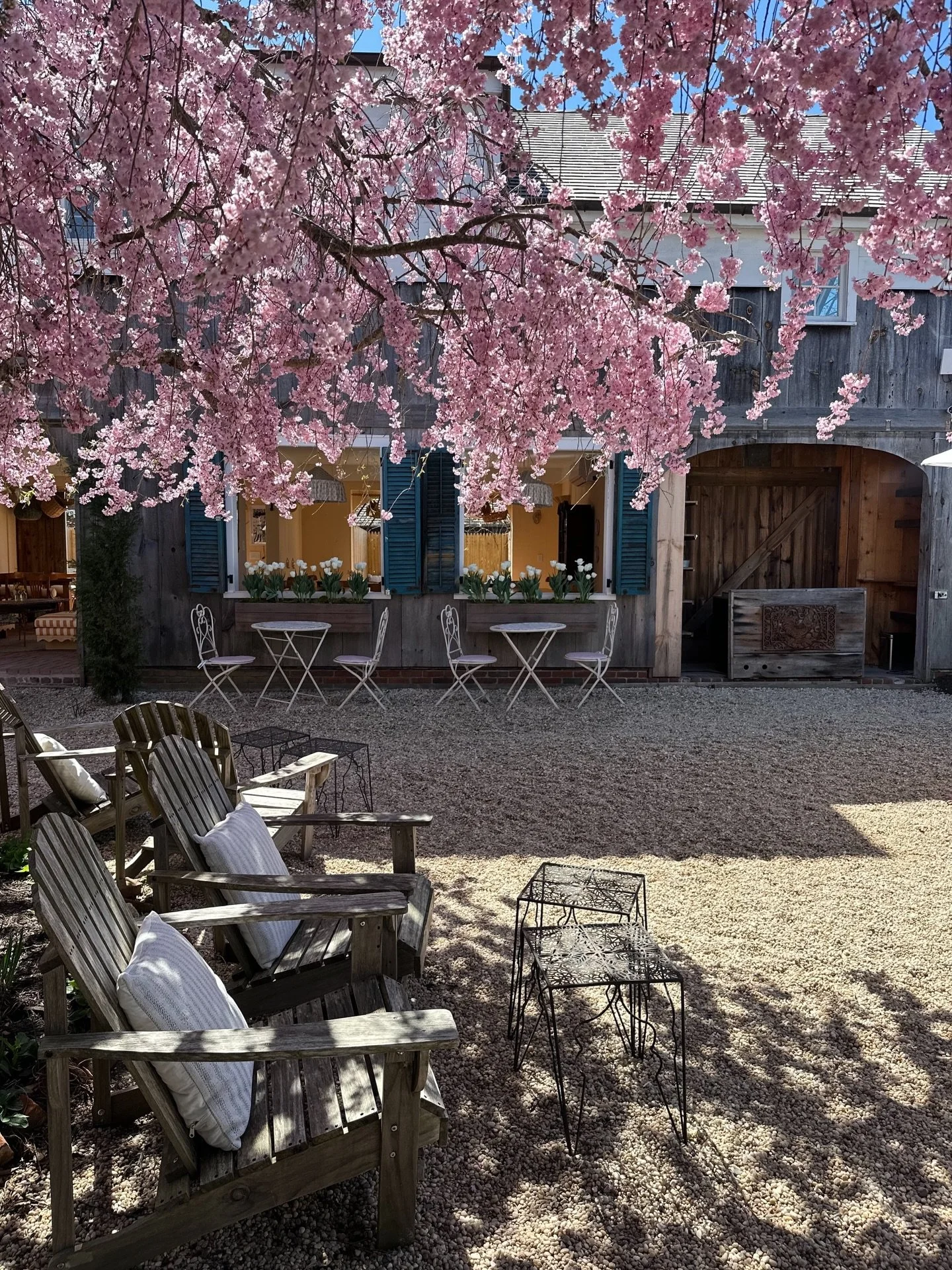Our favorite weekend is here! The weeping cherry is in full bloom 🌸