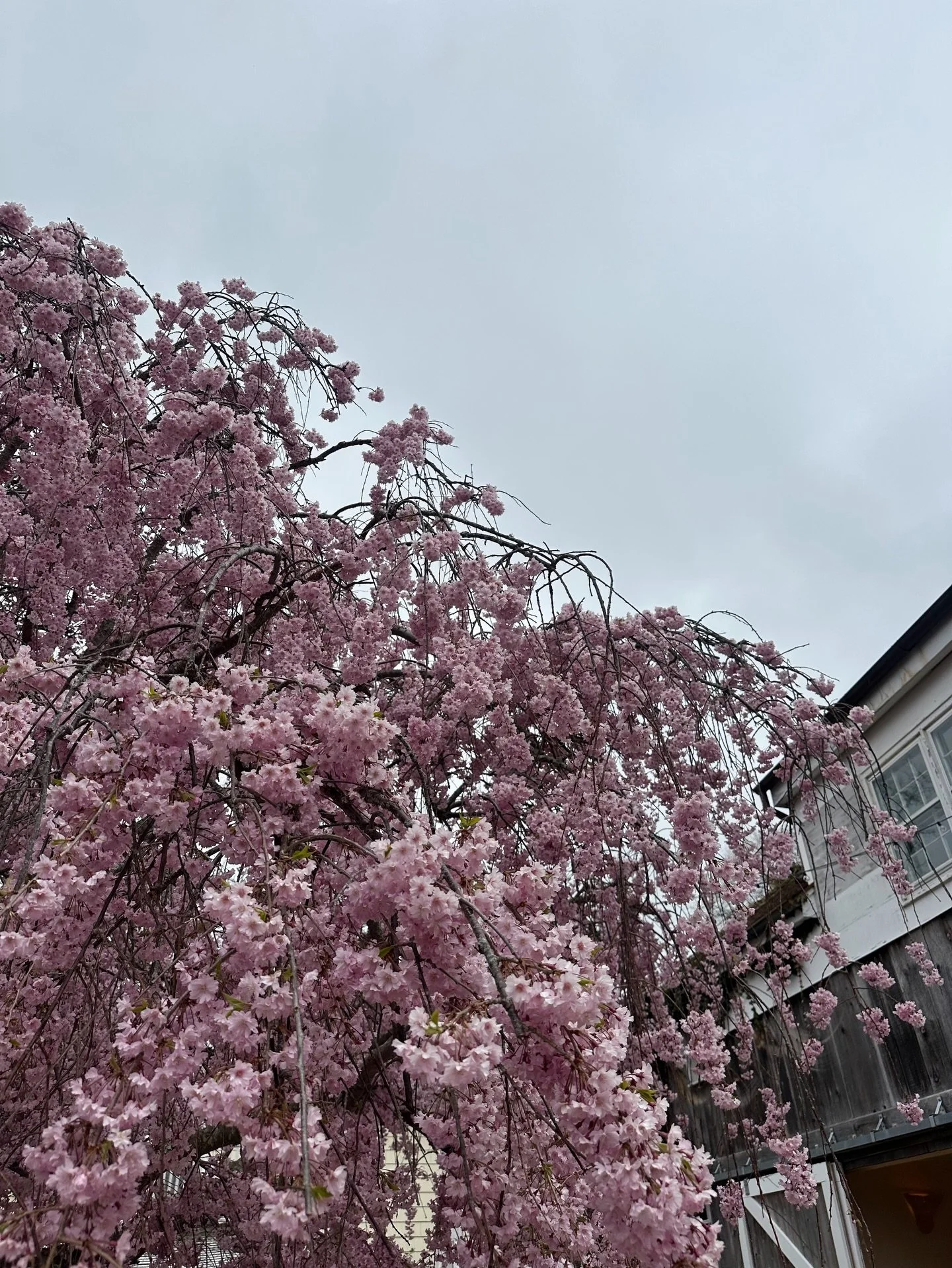 Gorgeous even on a grey day 🌸