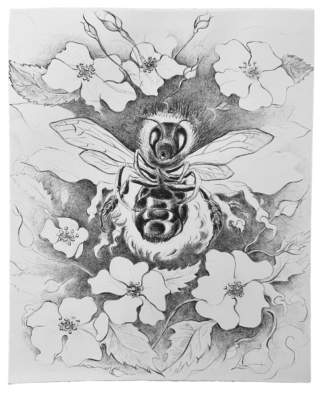 Tracy-Coon-CarpenterBee.png