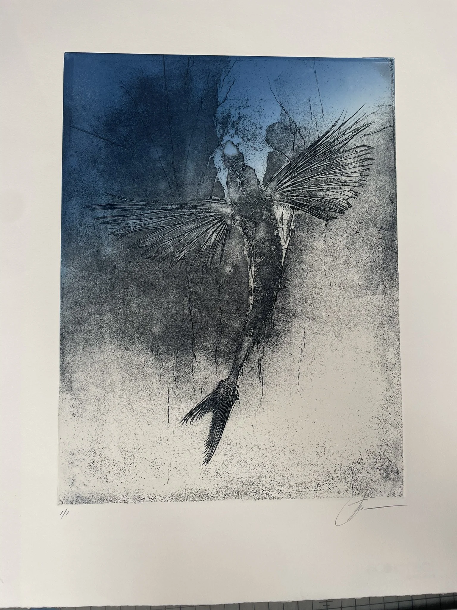 IMAGE_stephen_fredericks_flying_fish_soft-ground-etching_1of1_22by18_2017.jpeg