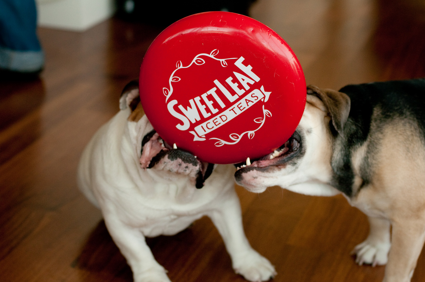 DogsFrisbee.jpg