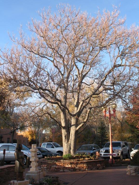Ailanthus altissima