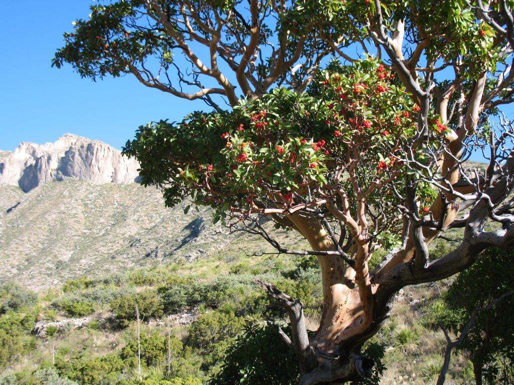 Texas Madrone berries