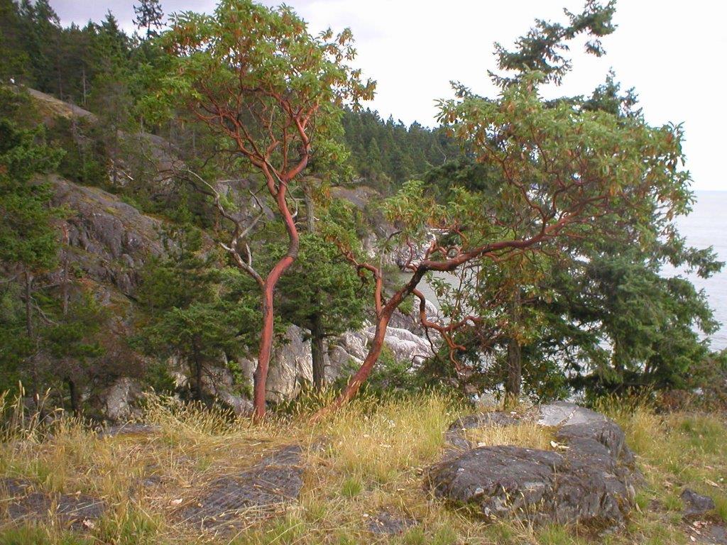 Pacific madrone