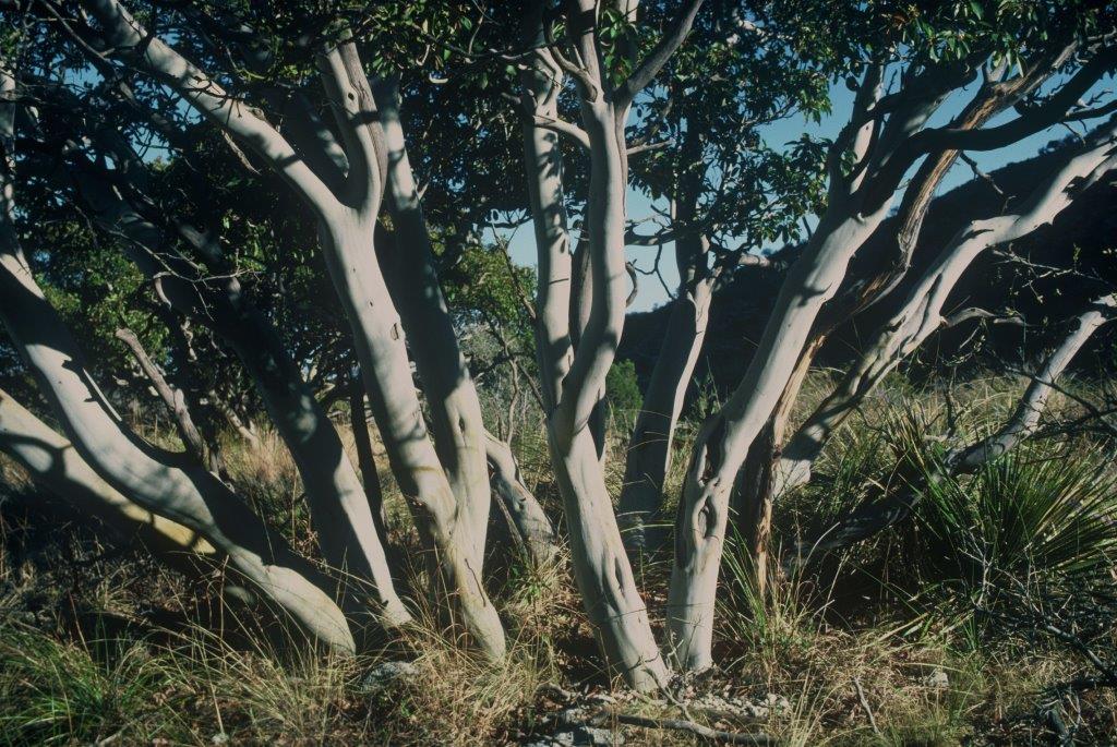 Arbutus xalapensis
