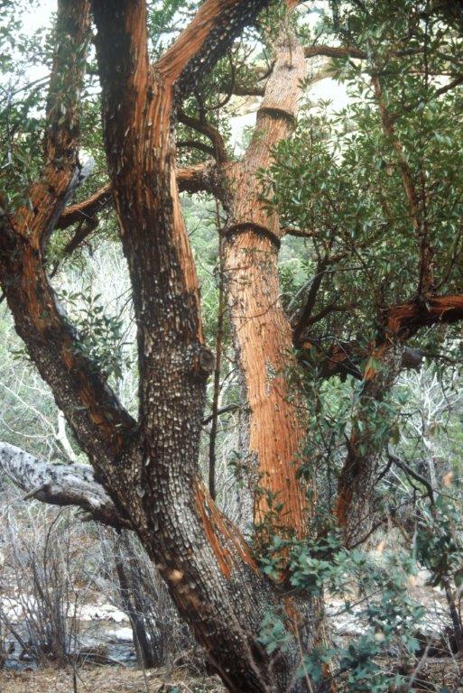 Arbutus arizonica