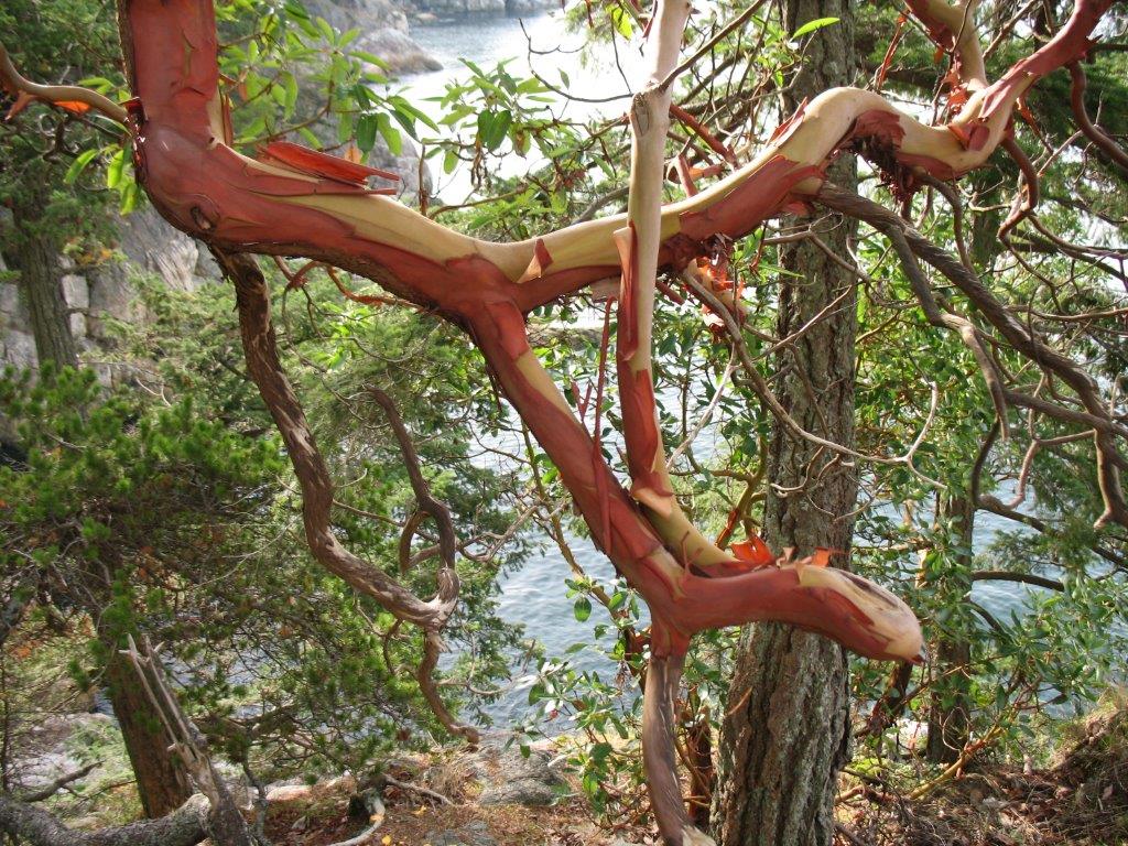 Madrone branch