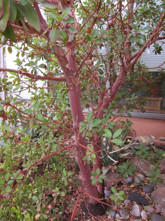 Craig's madrone in Santa Fe