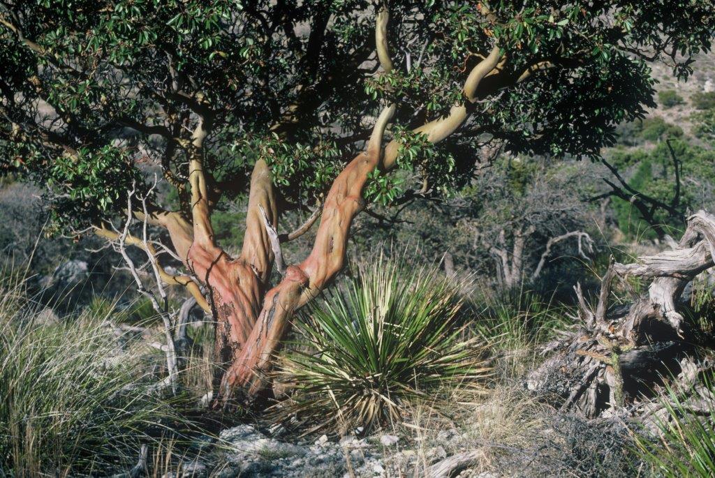 arbutus xalapensis 1.jpg