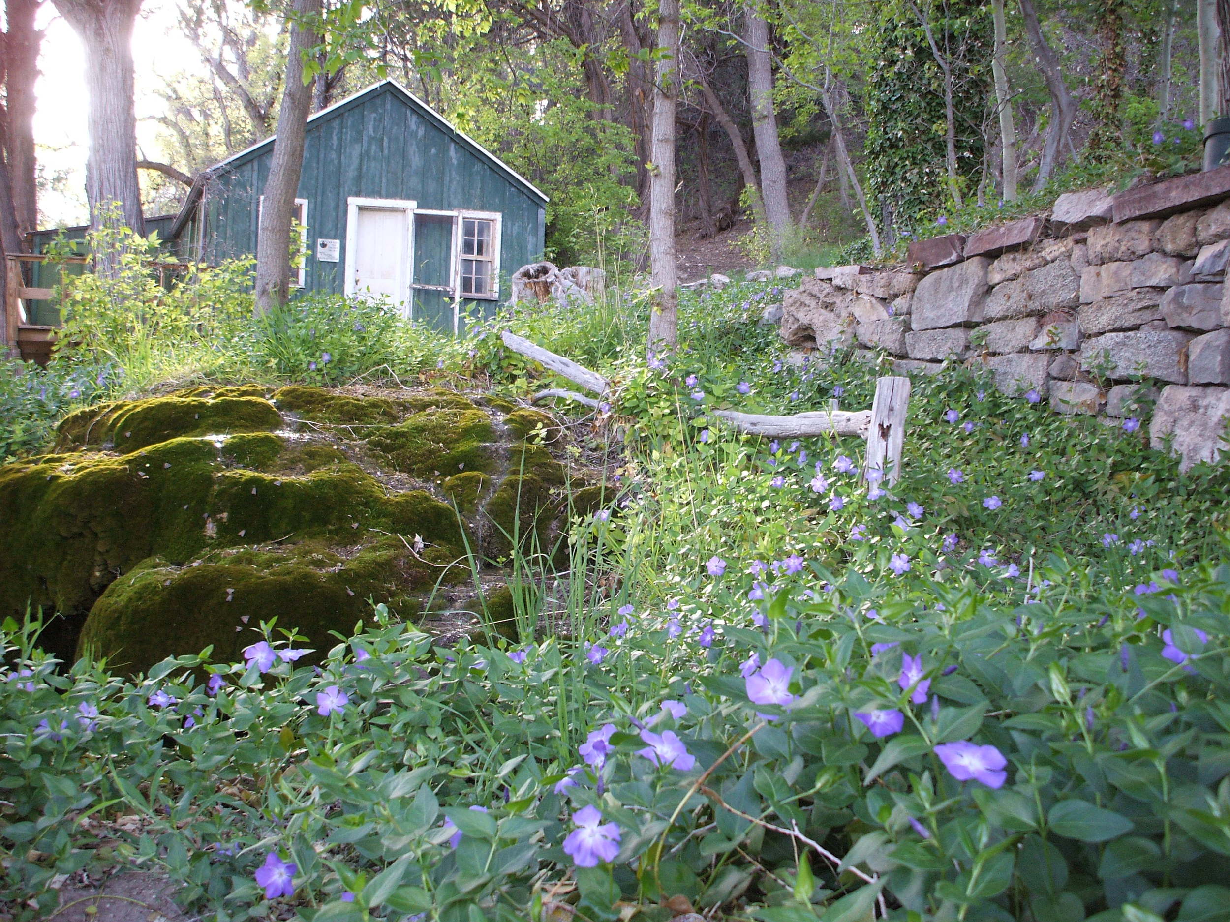 Spring-fed gardens at Carlito Springs