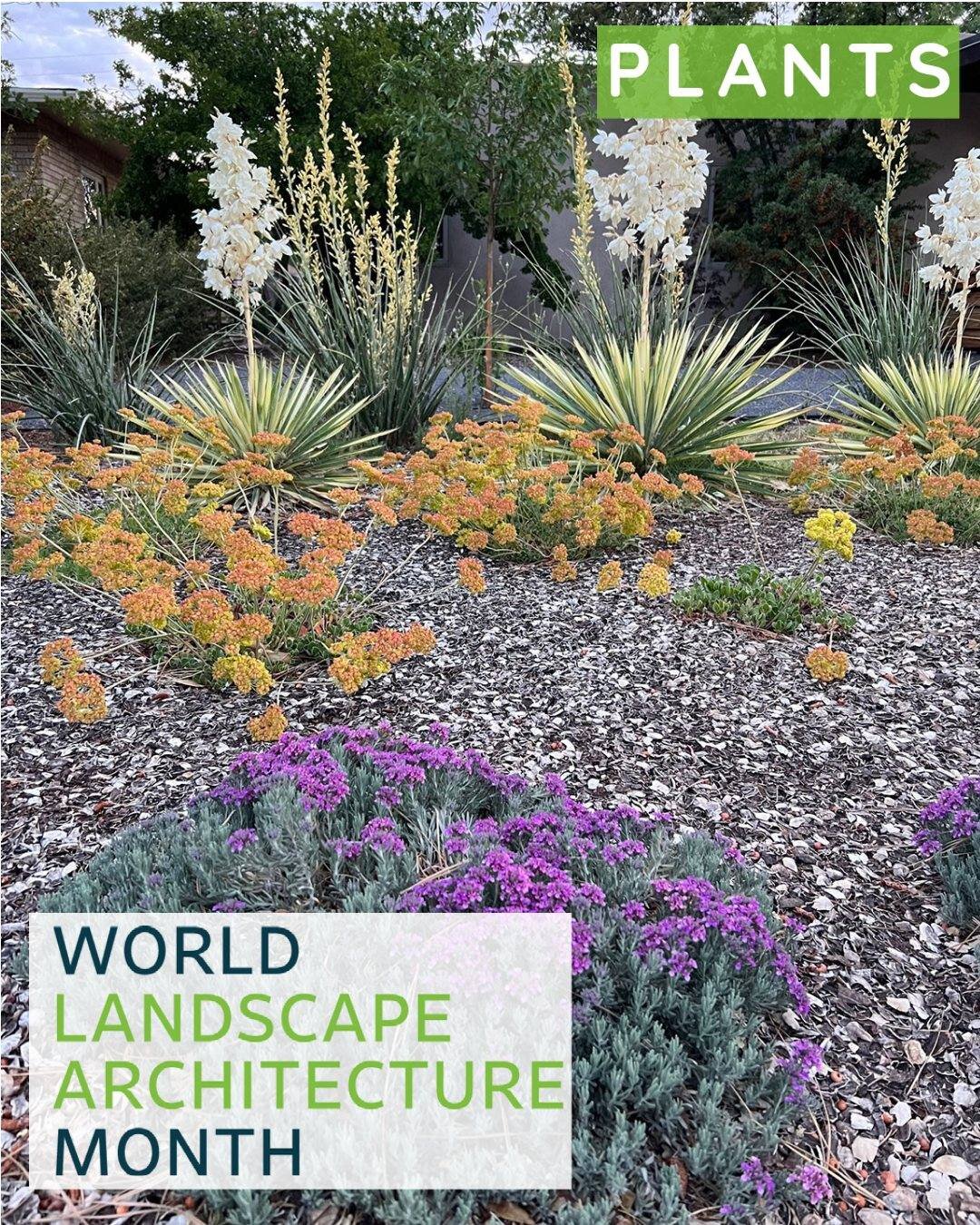 Member-At-Large Jill Brown shares a beautiful front yard landscape in her neighborhood. Greek Germander, sulfur buckwheat, variegated yucca, and yellow hesperaloe.

#WLAM2023 #WLAM #landscapearchitecture #thisislandscapearchitecture #iamalandscapearc