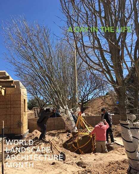 A day in the life of our NM Chapter's President, Claudia Horn, and her Firm's team, planting trees! 

Parrotia persica / Persian Ironwood trees craned in and planted in a grove. The average tree size is 22&rsquo; in height x 11&rsquo; in diameter, we