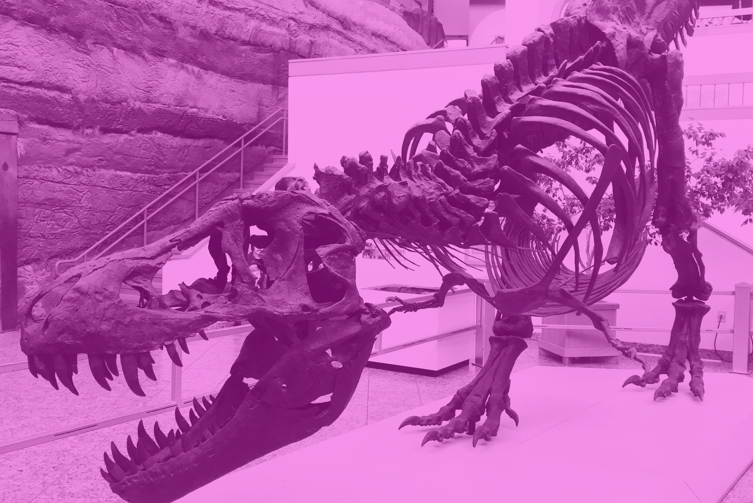TREX Pink.png