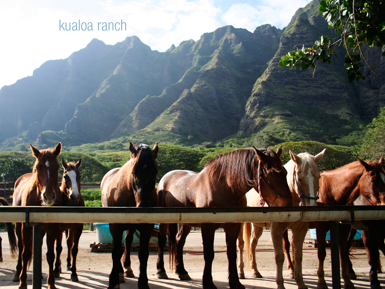 After a few more stops, one at a temple and one at a local macadamia nut farm (best coffee!) we took a quick stop at Kualoa Ranch- a beautiful ranch tucked right next to the mountains along the North Shore where you can take horseback or four-wheeler tours throughout some famous filming grounds (cough Jurrasic Park, cough Lost). 