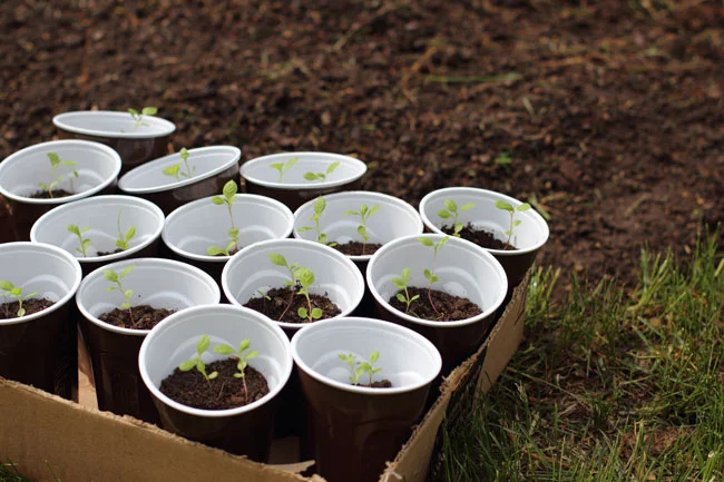 Young plant seedlings growing in small black and white cups arranged in a cardboard box outdoors.