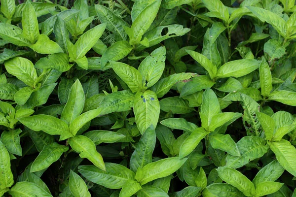 Close-up of lush green tea leaves growing on tea plants.