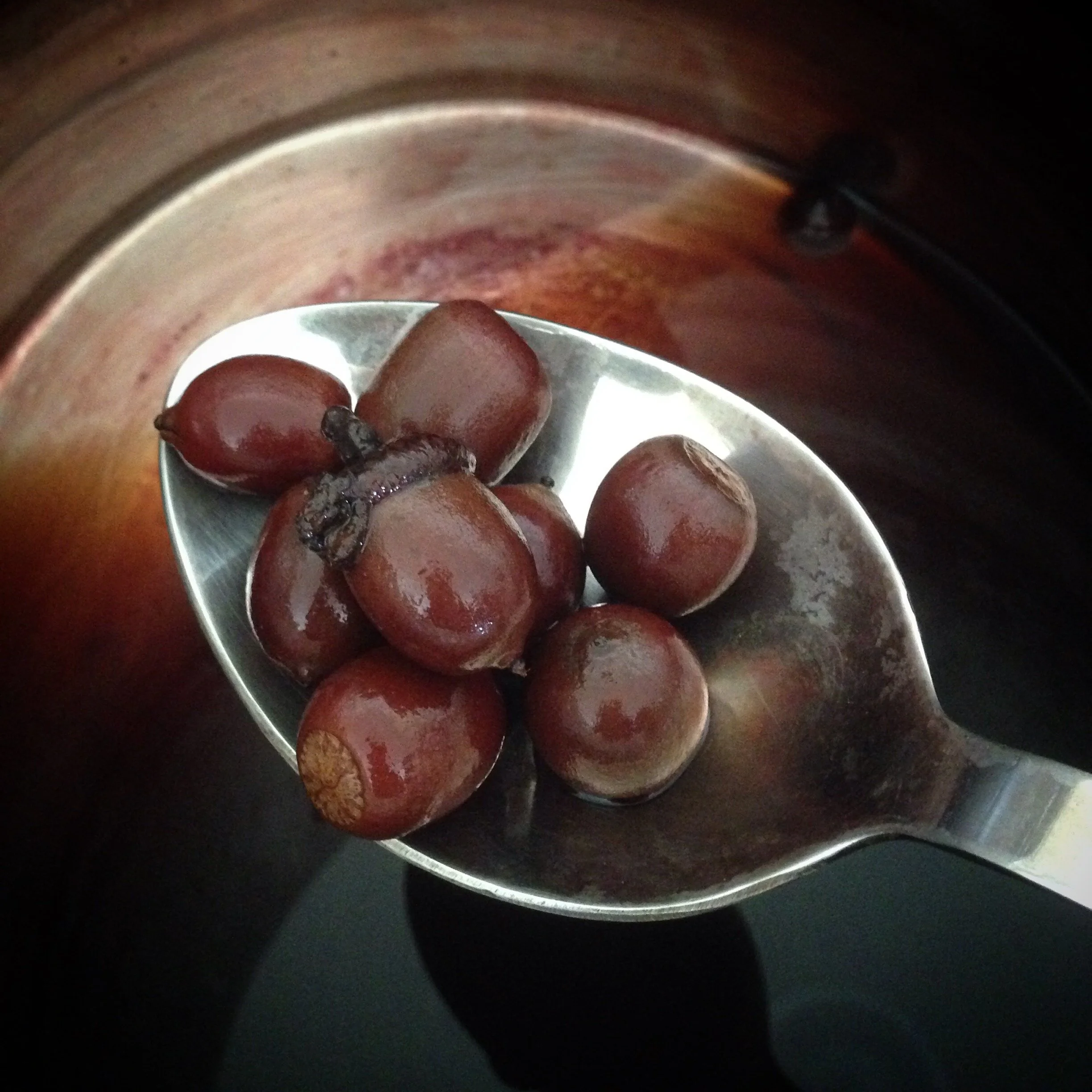Close-up of a metal scoop filled with ripe, brown coffee cherries.