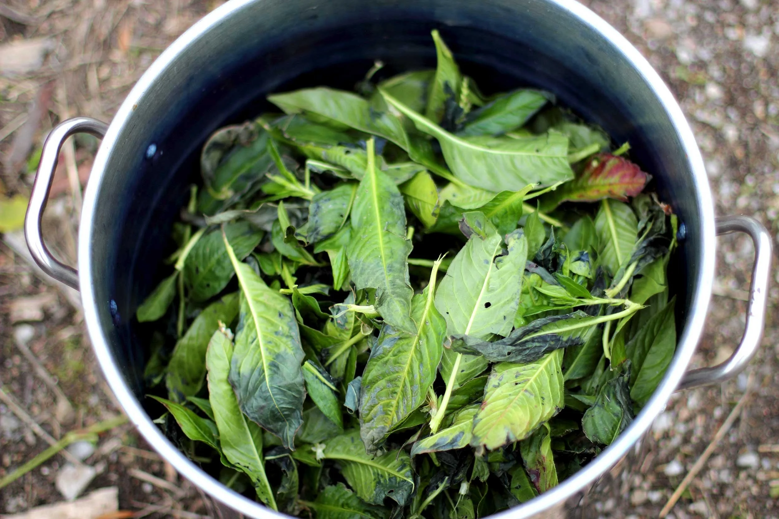 Green coffee leaves in a metal bucket.