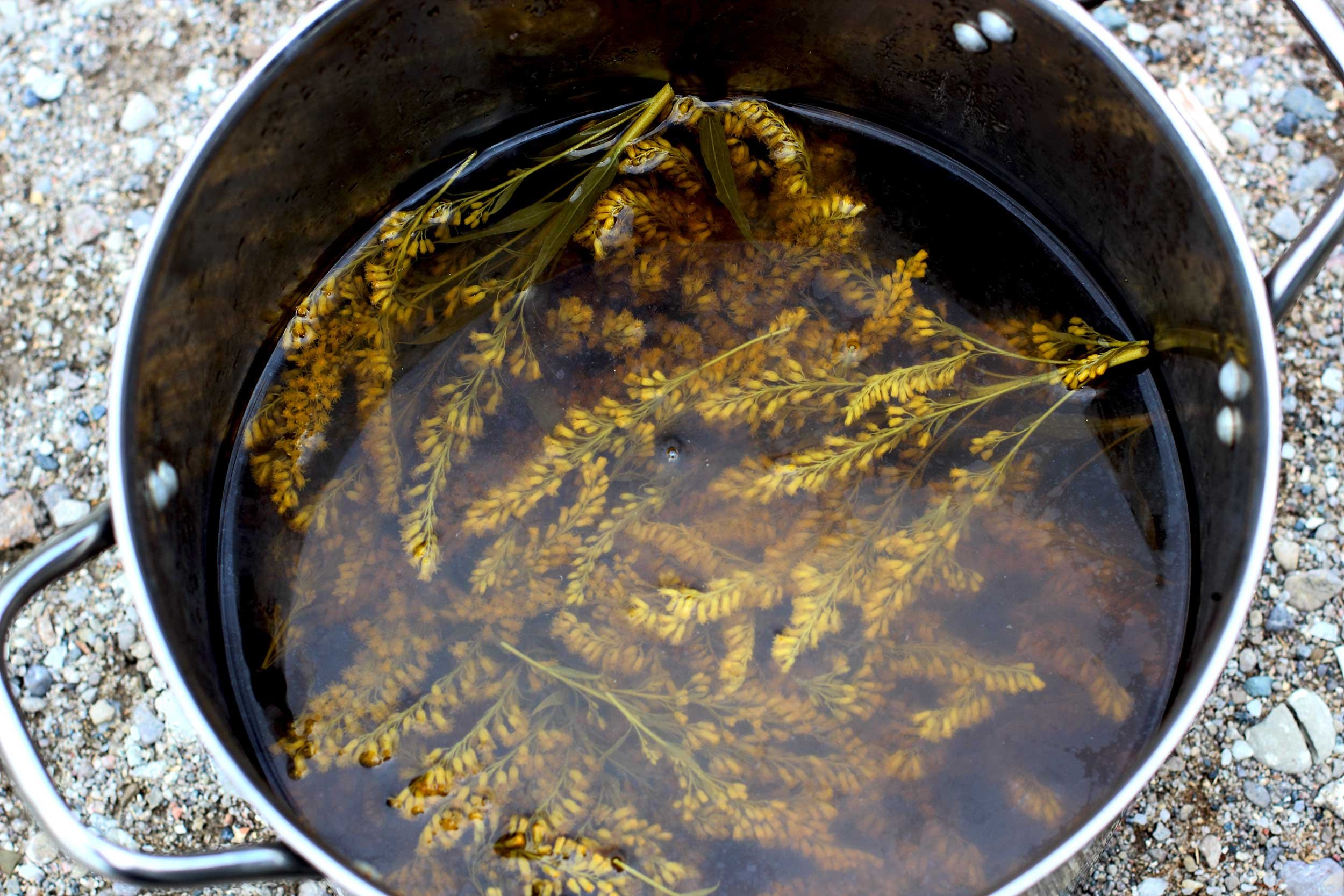 A metal bucket filled with water and yellow flowering plant stems, placed on gravel ground.