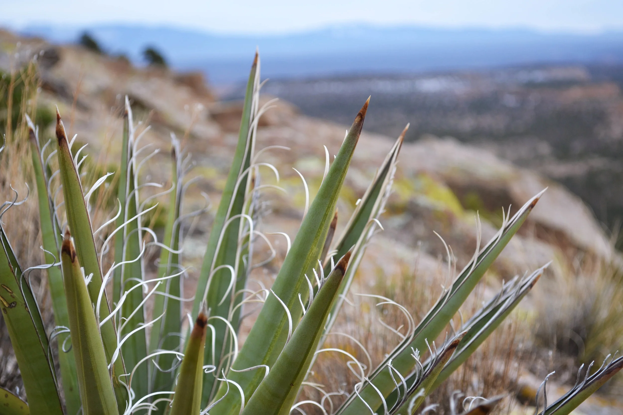 Yucca.jpg