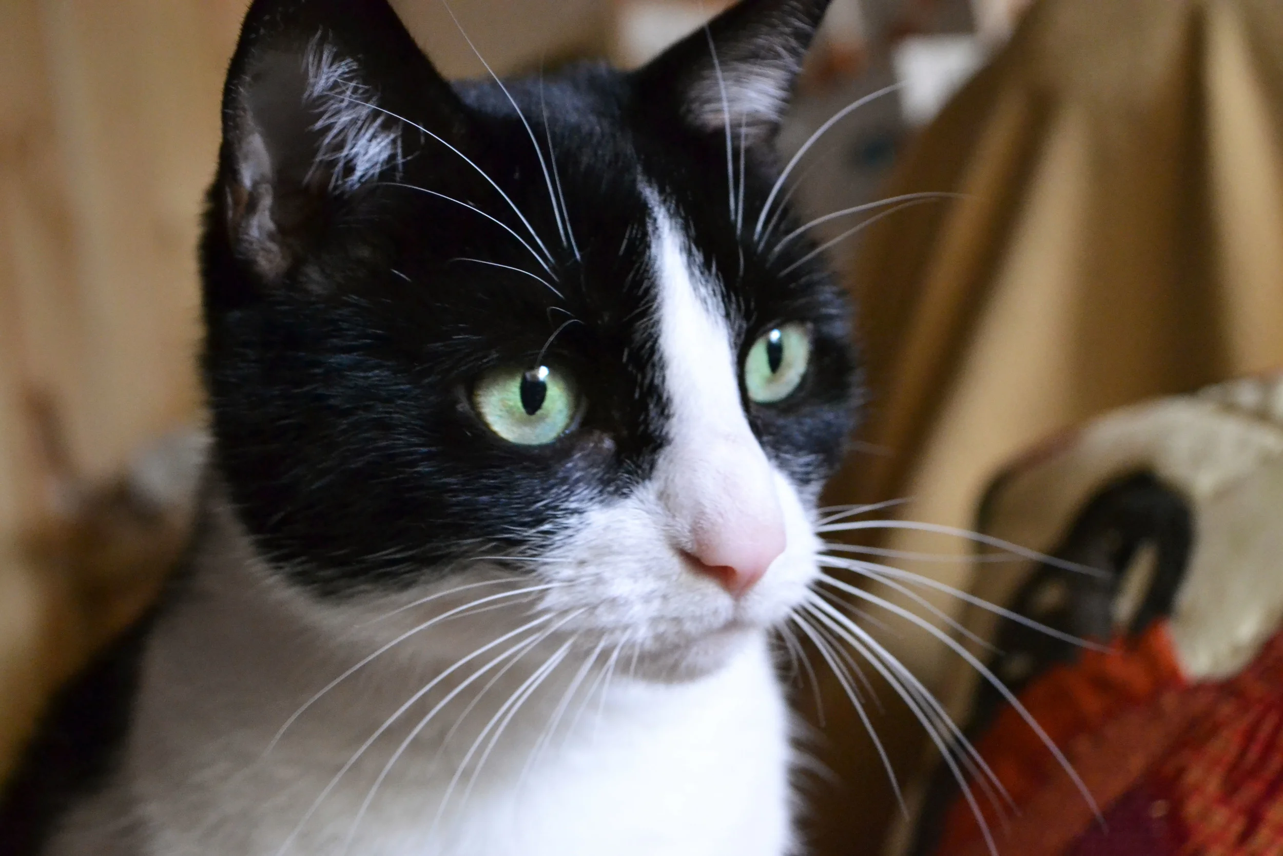 Kitty7.jpg