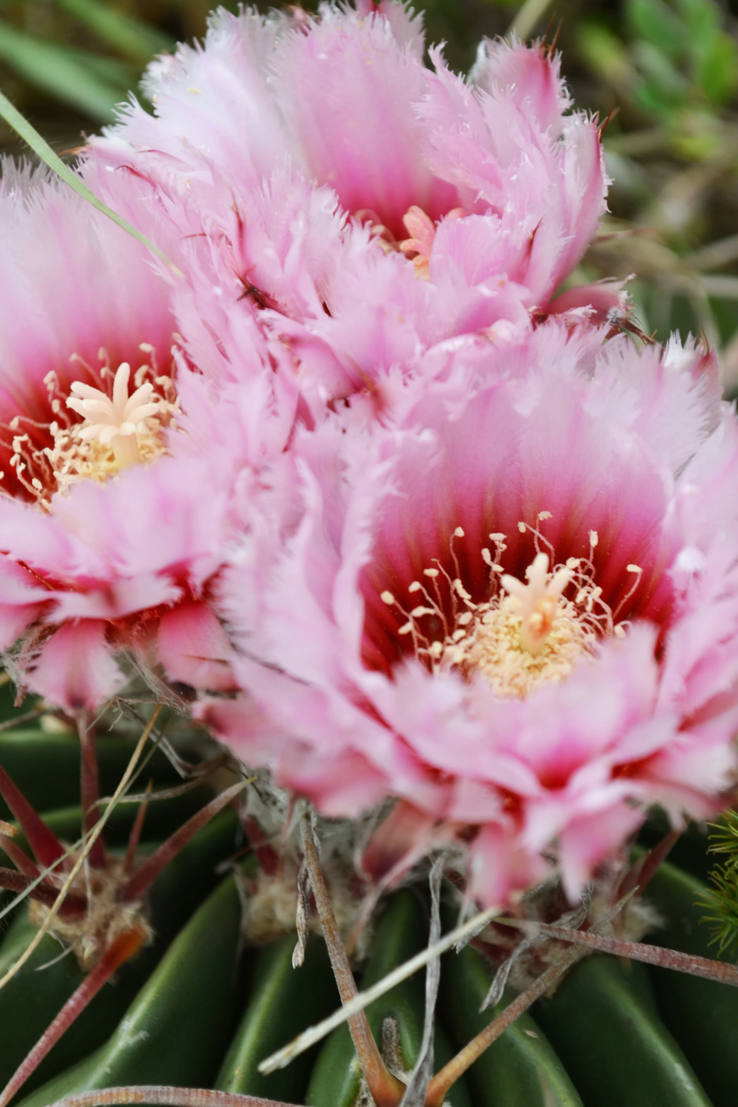CactusFlower.jpg