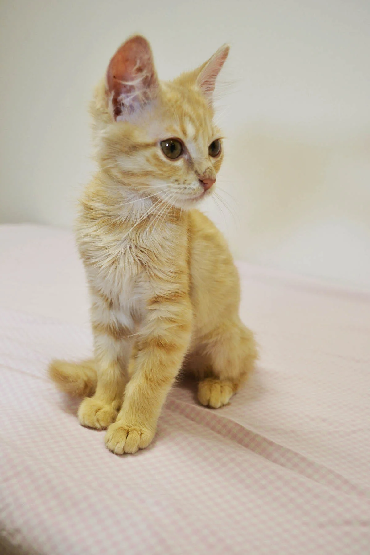 Kitten3.jpg