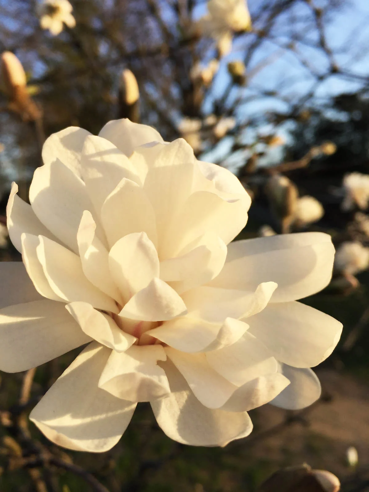 Flower.jpg