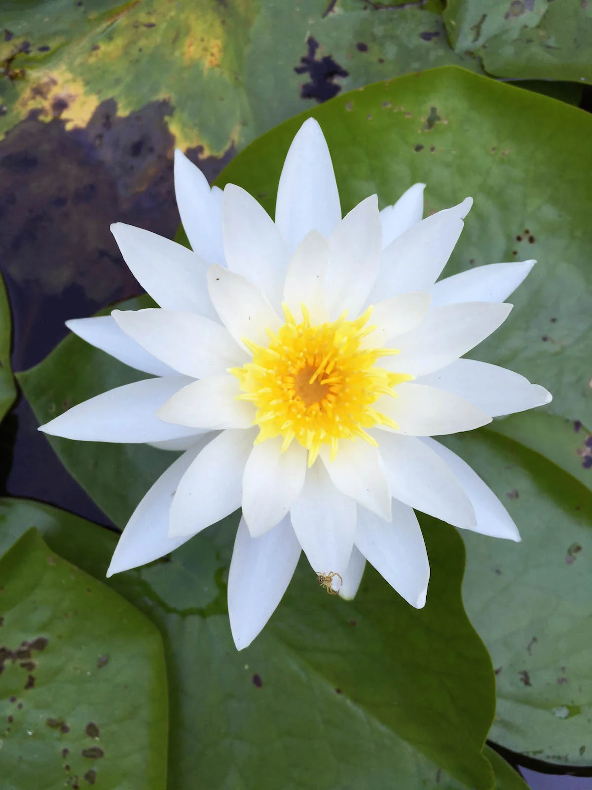 LilyPad.jpg