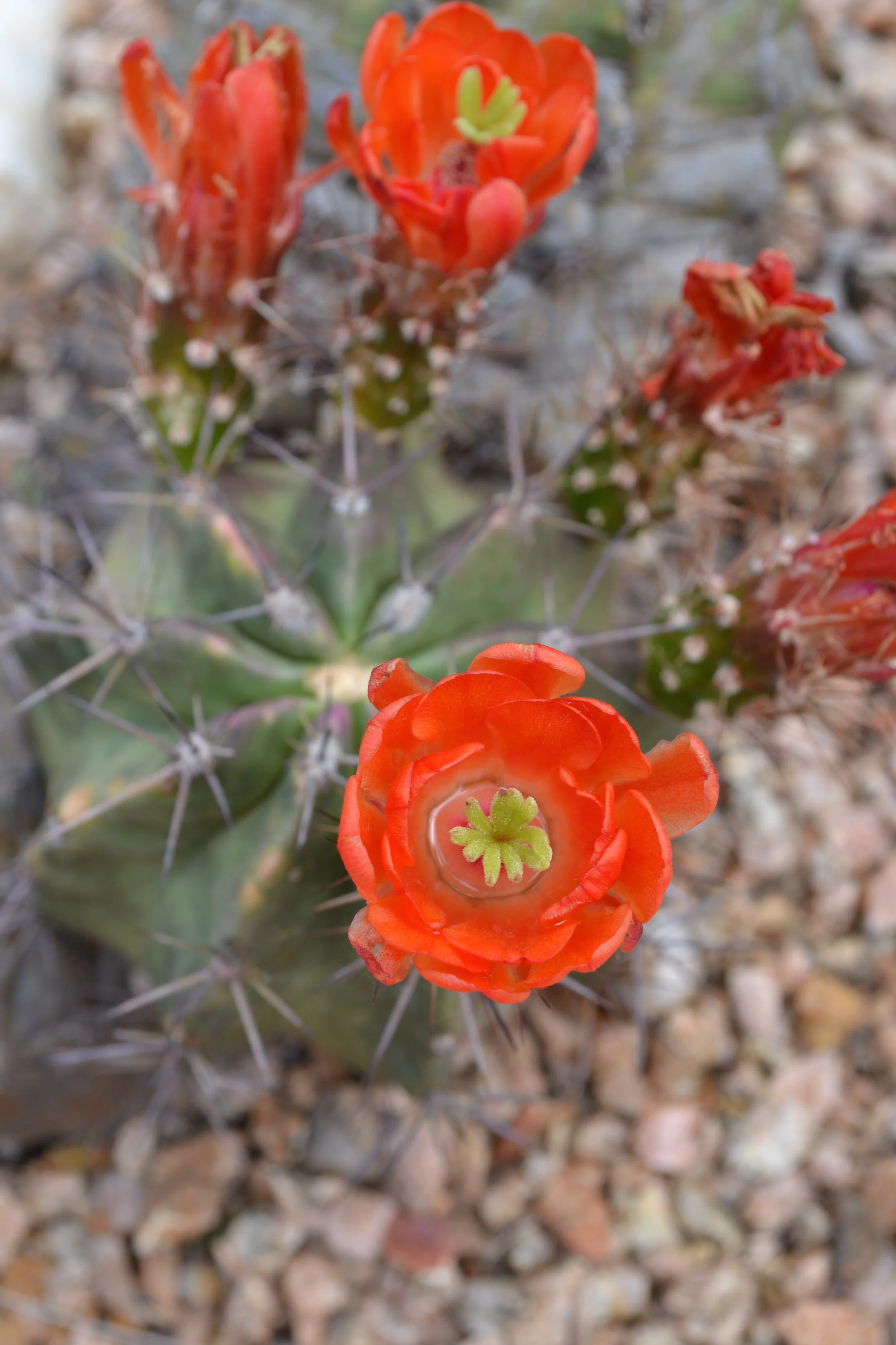 DSC_0144.jpg