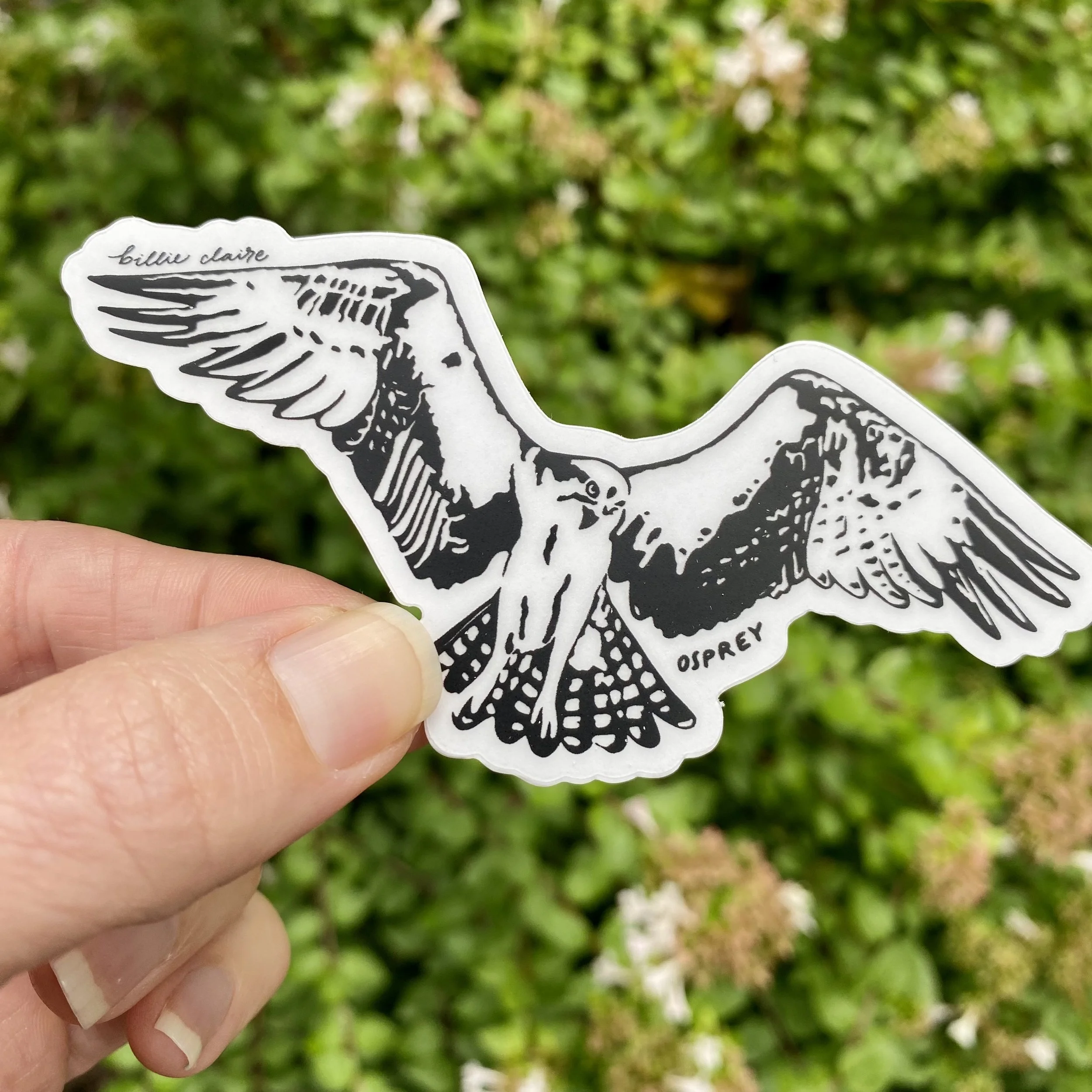 Osprey Hovering Black on Clear Sticker 2 - Billie Claire.jpg