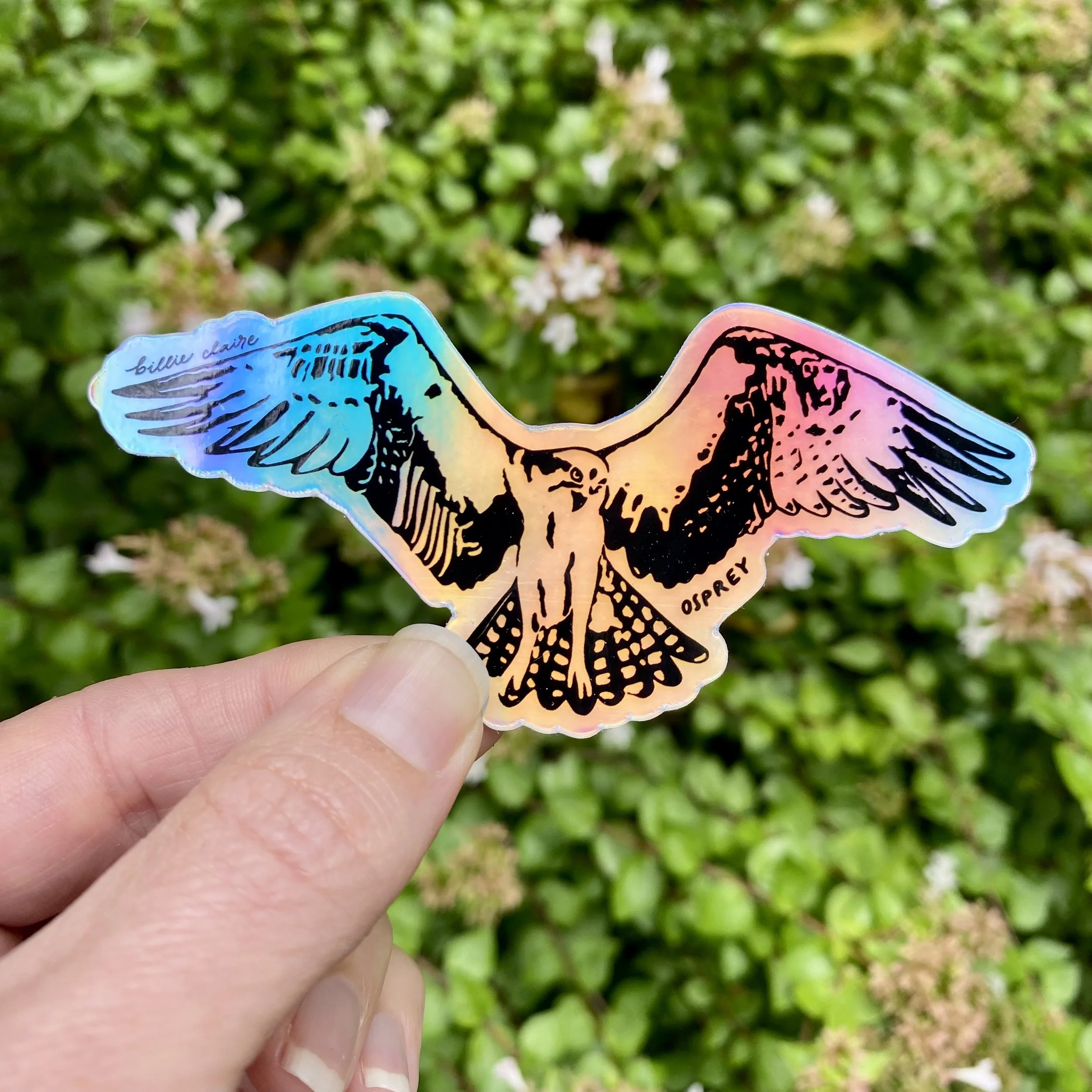 Osprey Hovering Sticker 2 - Billie Claire.jpg