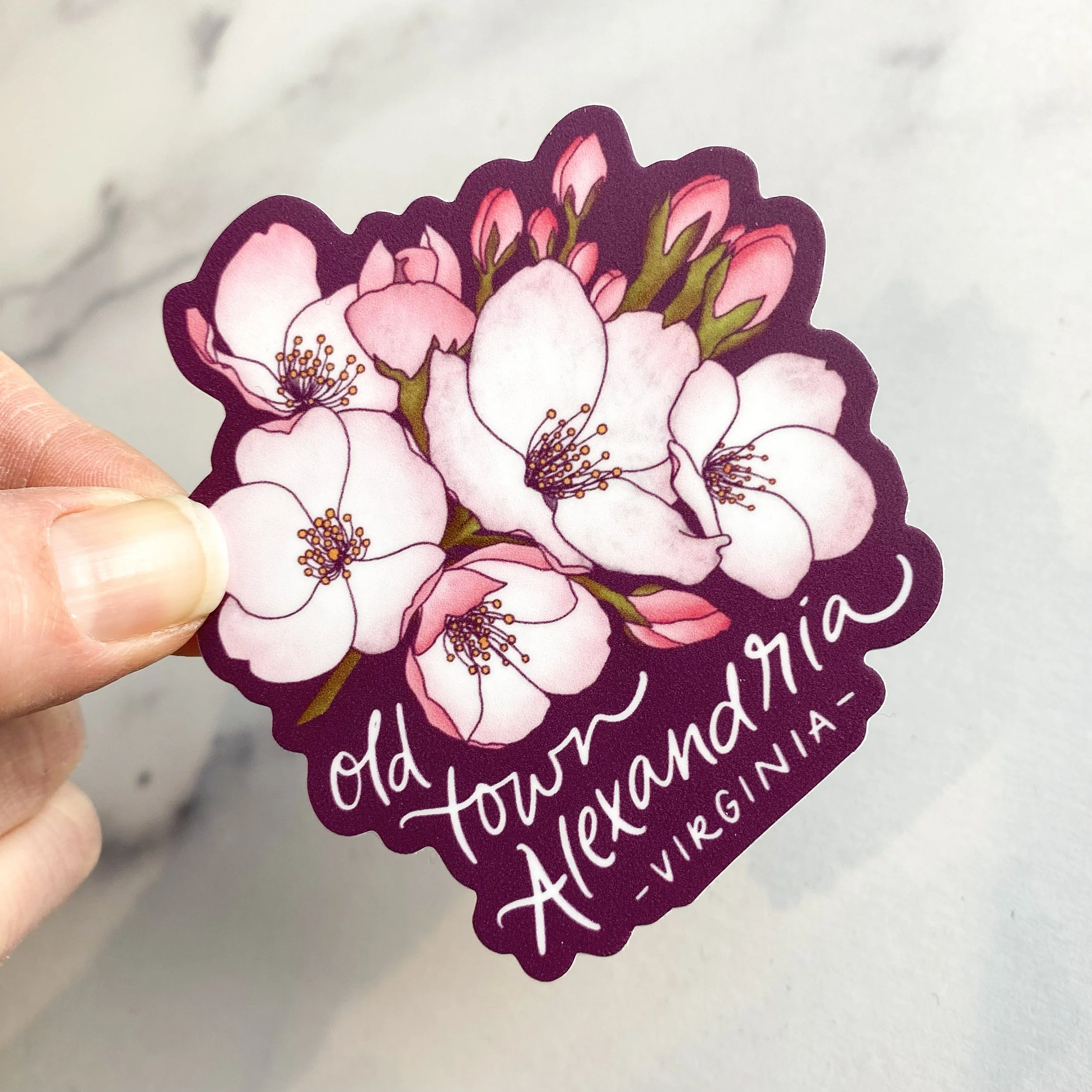 ST-OTAB | Old Town Alexandria Cherry Blossoms