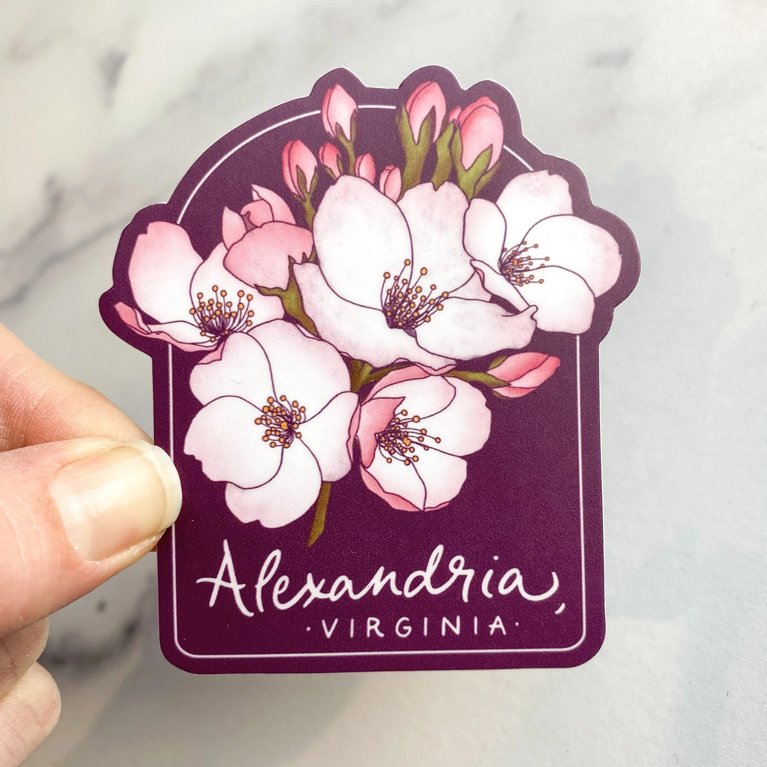 ST-AVCB | Alexandria, Virginia Cherry Blossoms