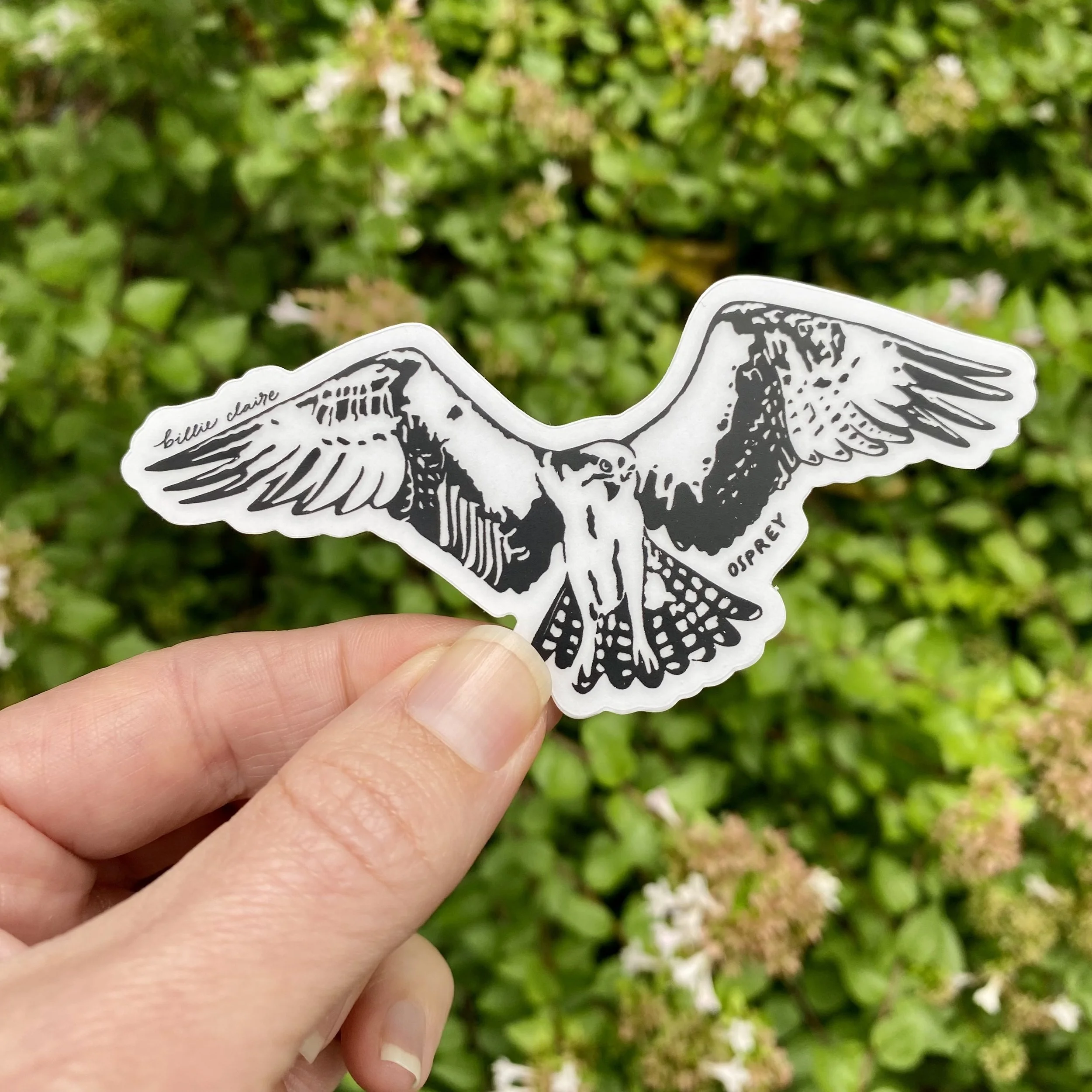 Osprey Hovering Black on Clear Sticker 1 - Billie Claire.jpg