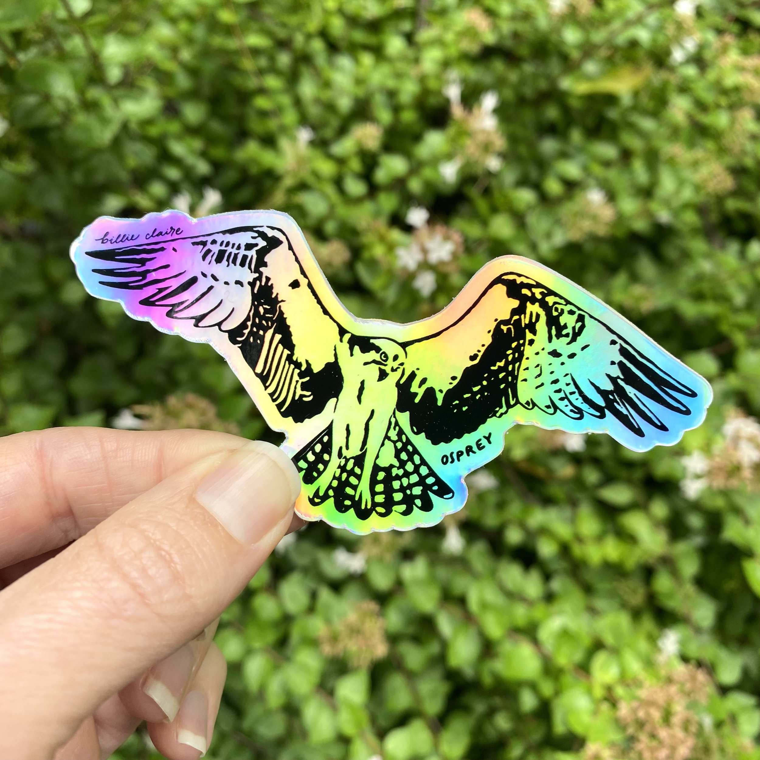 Osprey Hovering Sticker 1 - Billie Claire.jpg