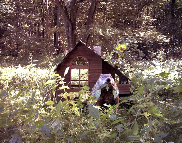 Image 07.jpg