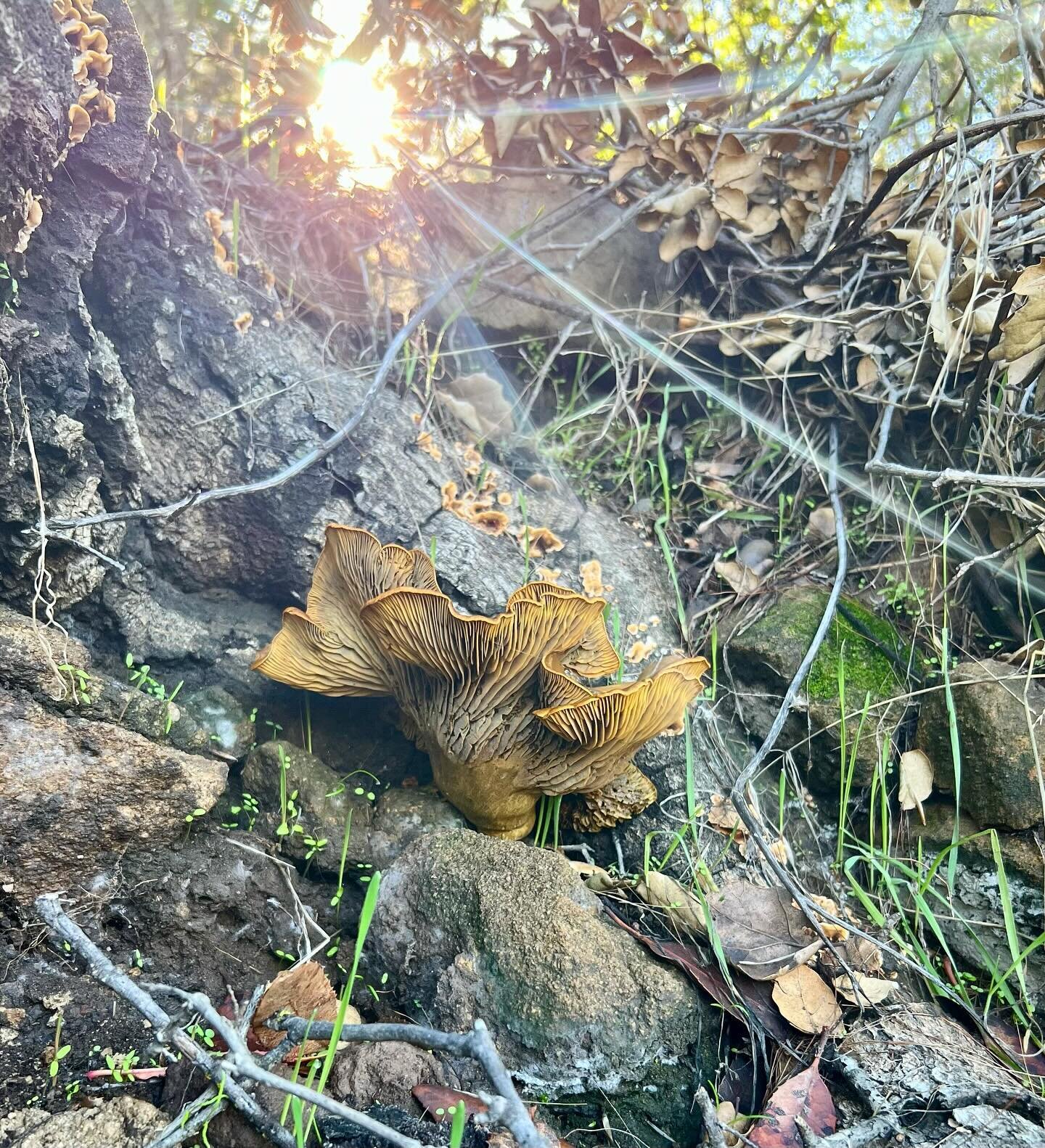 Happy New Year ✨ Glorious Jack O&rsquo; Lantern mushroom spotted on our hike today 🍄 Sending love and gratitude to you all! 💗🌈🌲